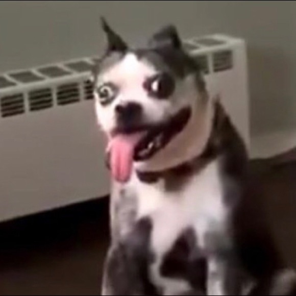 Meet your Posher, Connor - Picture 1 of 1